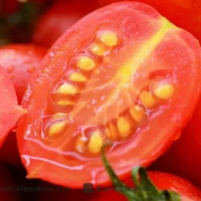 Fruit Flow - Vegan Peptide